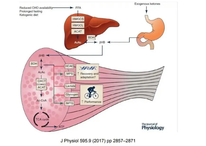 infografía sobre fisiología muscular