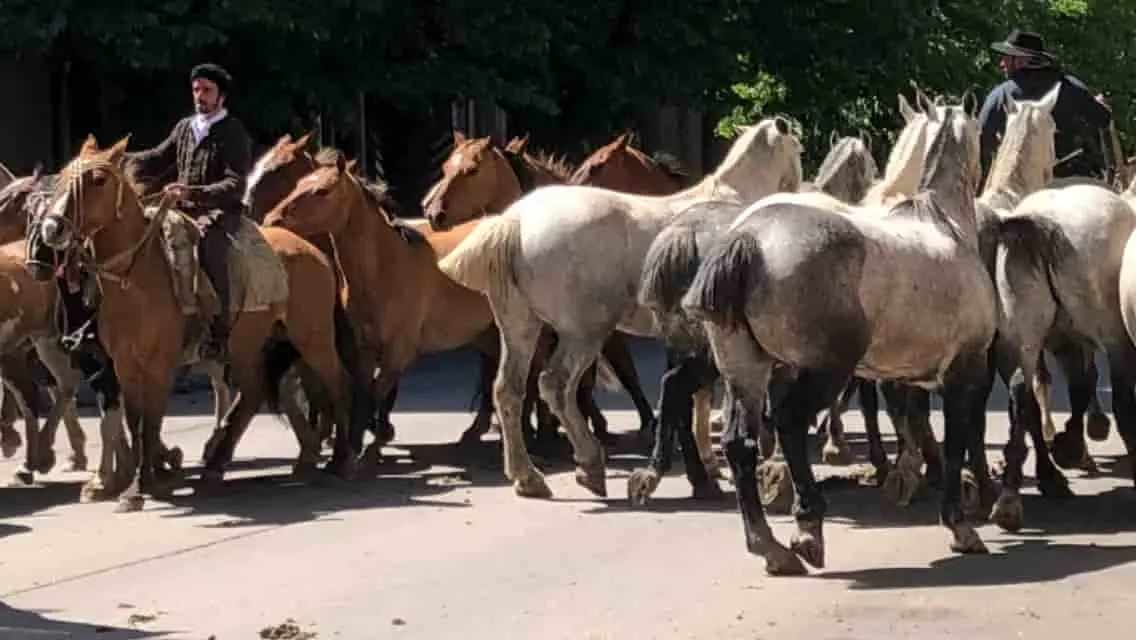 gauchos conduciendo grupo de caballos.