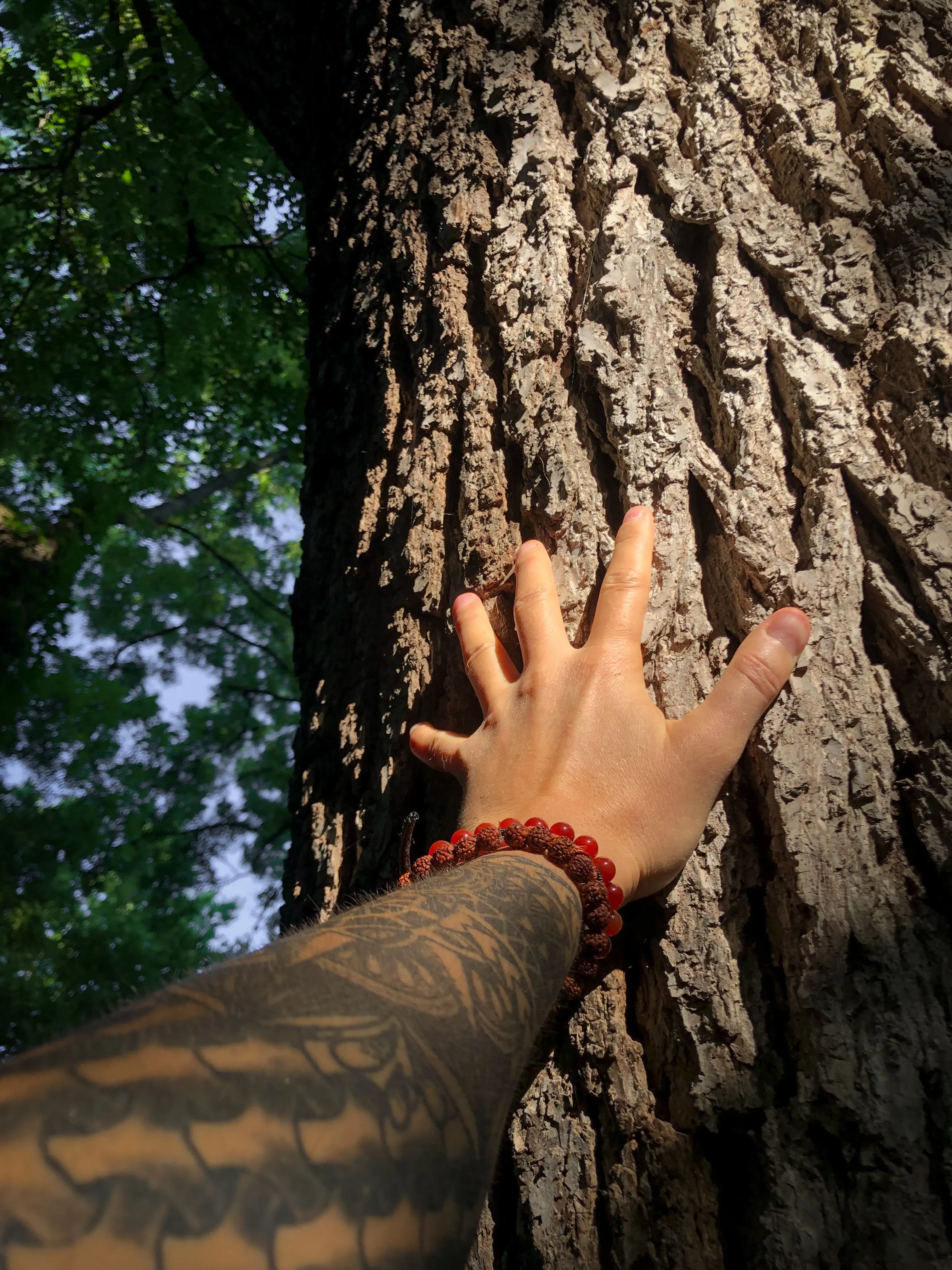 mano tocando un árbol