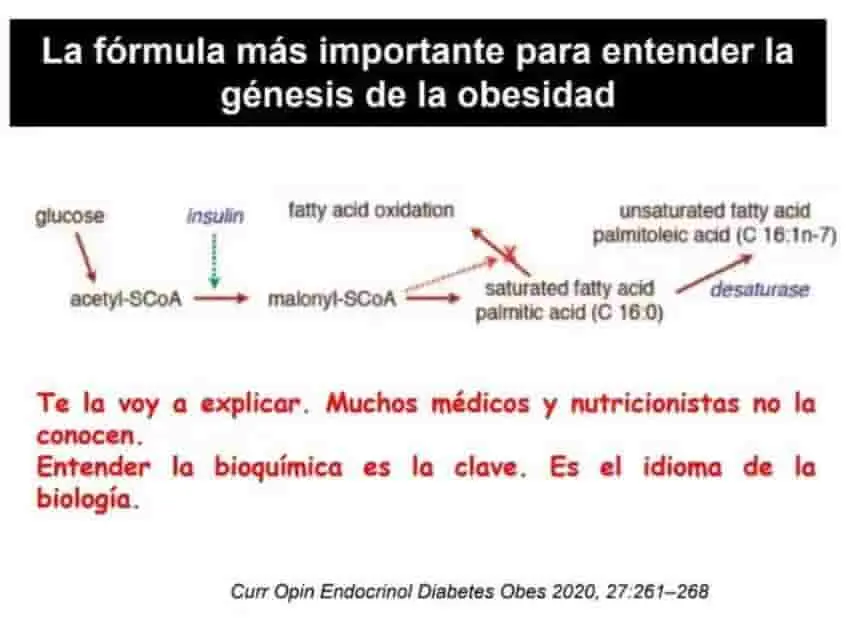 infografía de vía metabólica.