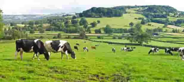 imagen de vacas pastando en el campo